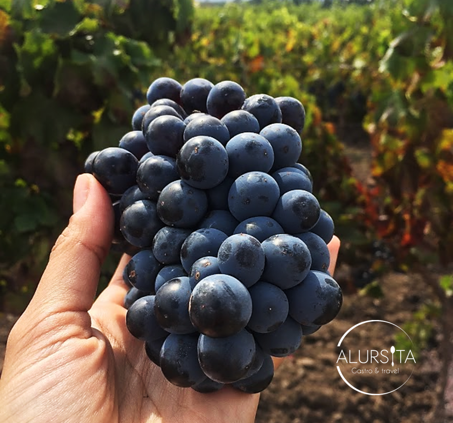EL VINO Y SU HISTORIA. SEGUNDA PARTE.