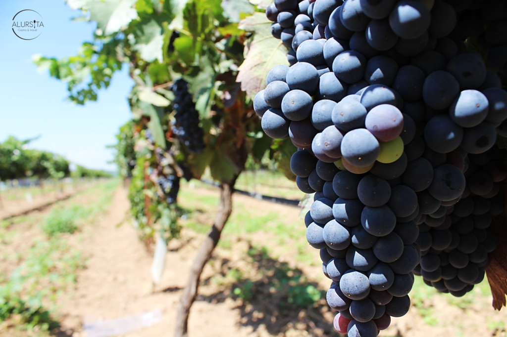 Historia del vino foodiemx