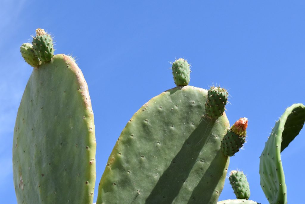 El nopal. Tesoro de México para el mundo.