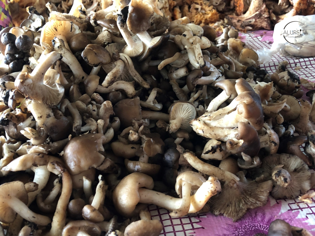 Hay que comer hongos
